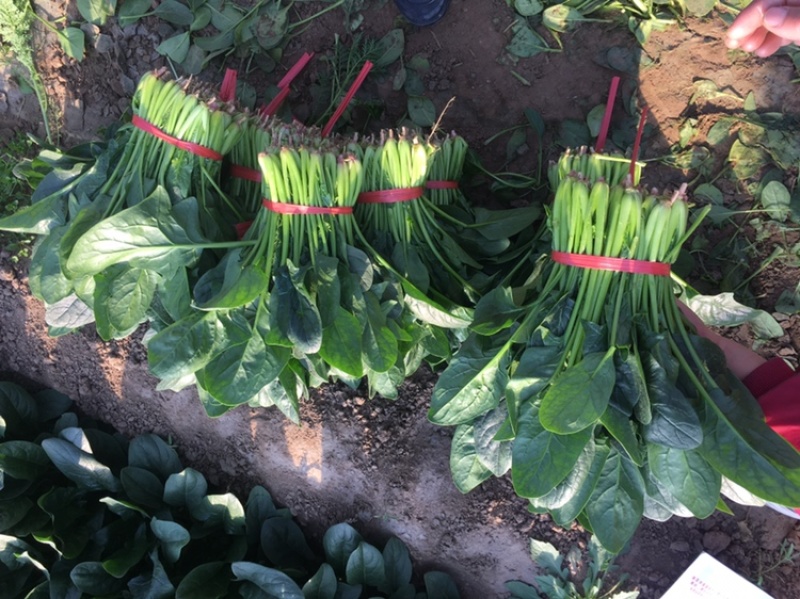 优质大棚菠菜大量上市质优价低