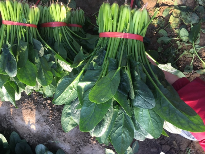 优质大棚菠菜大量上市质优价低