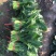 优质大棚菠菜大量上市质优价低