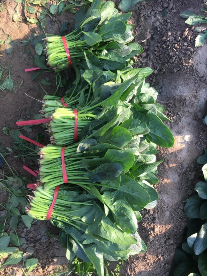 优质大棚菠菜大量上市质优价低