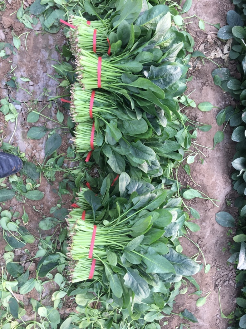 优质大棚菠菜大量上市质优价低