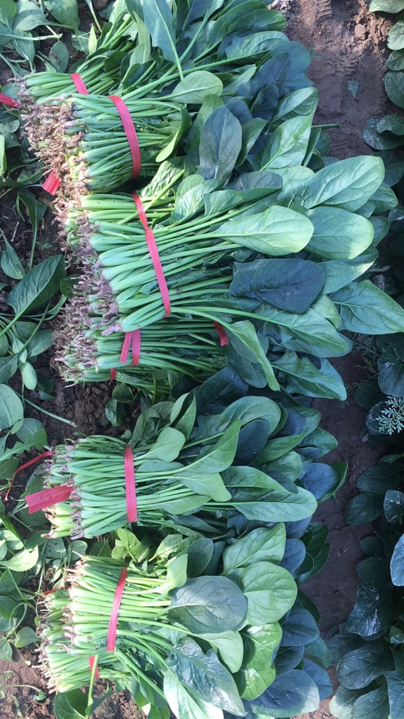 优质大棚菠菜大量上市质优价低