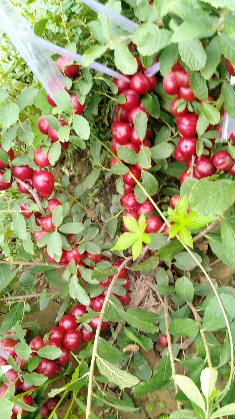 钙果苗#山西钙果苗#钙果苗价格#高产钙果苗