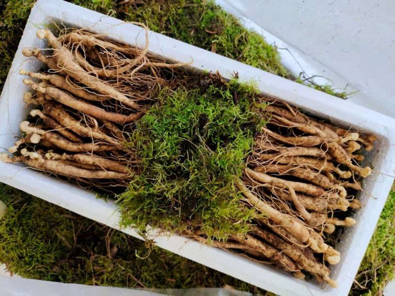 送鹿茸，长白山鲜人参苗100棵起批种植可以煲汤赠送礼盒