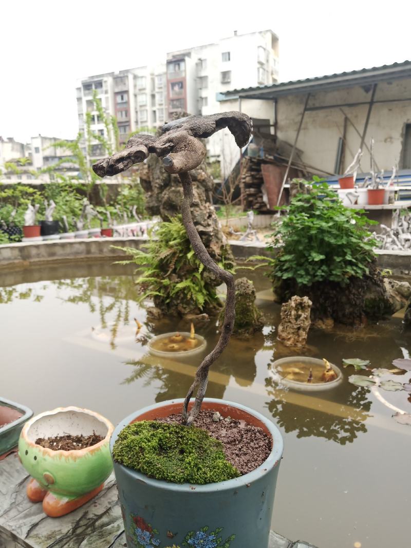 金弹子盆景素材一手货源