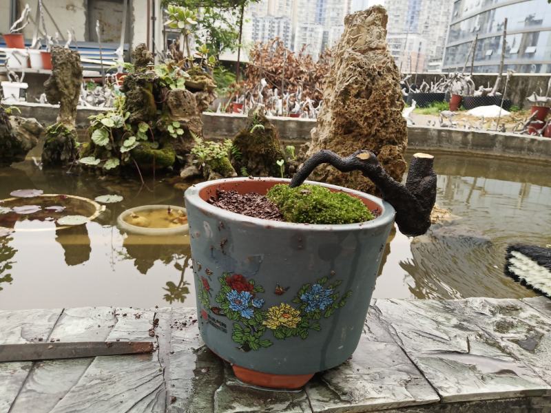 金弹子盆景素材一手货源