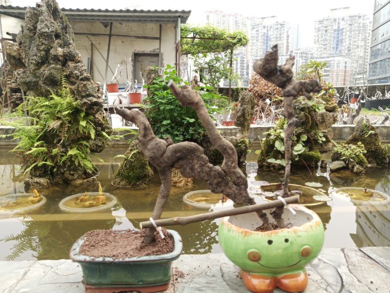 金弹子盆景素材一手货源