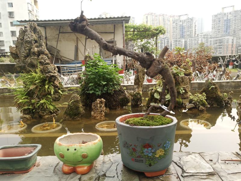 金弹子盆景素材一手货源