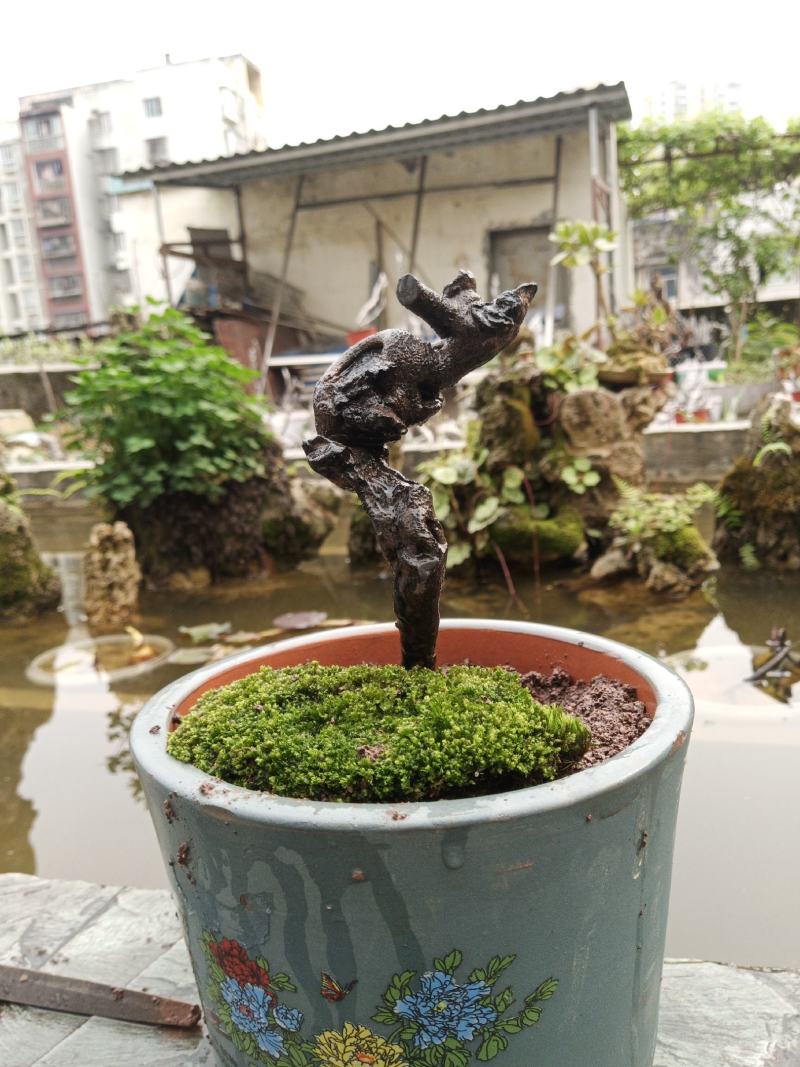 金弹子盆景素材一手货源