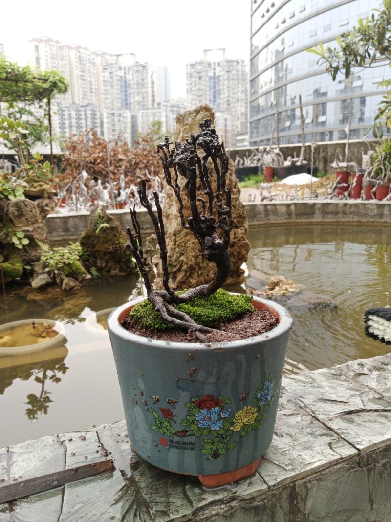 金弹子盆景素材一手货源