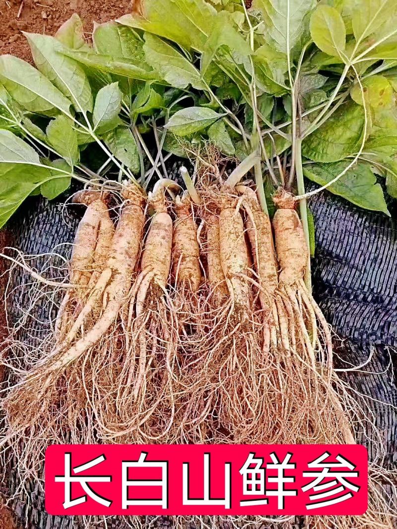 送鹿茸，长白山鲜人参苗100棵起批种植可以煲汤赠送礼盒