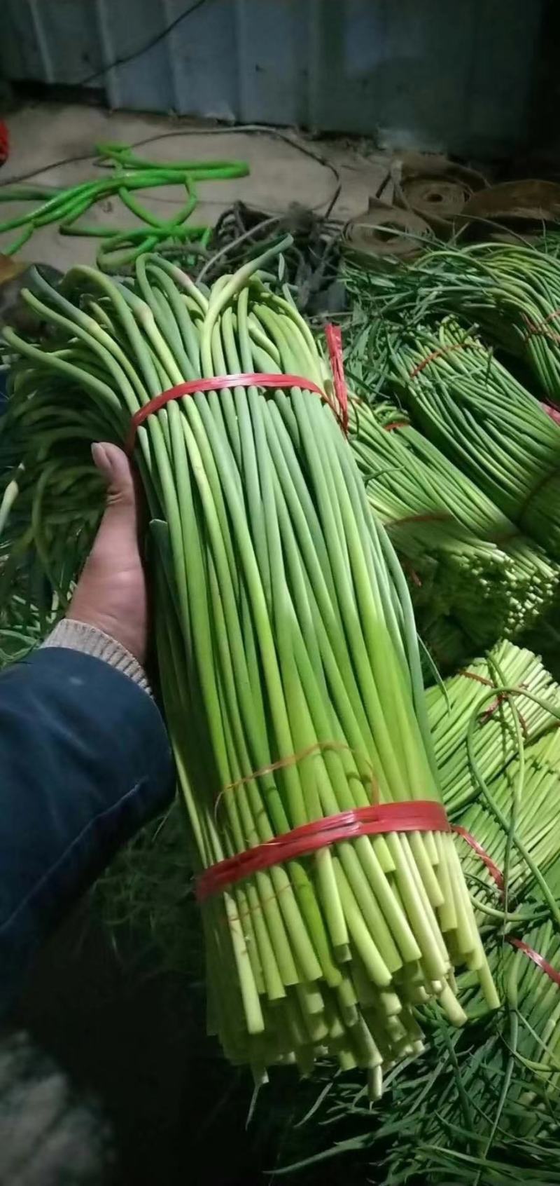 蒜苔，红帽蒜苔，河南开封蒜苔上市了！！！！！！