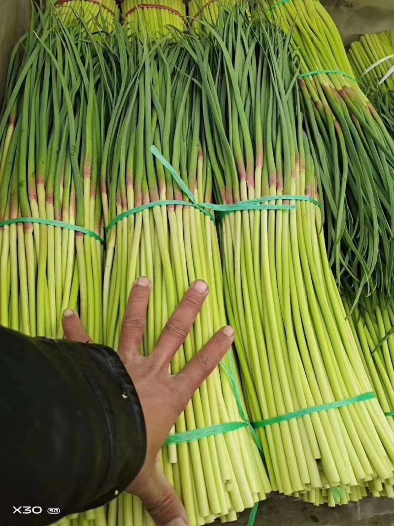蒜苔，红帽蒜苔，河南开封蒜苔上市了！！！！！！