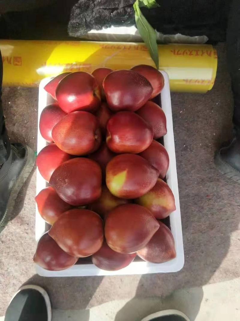大棚油桃批发126黄油桃大量上市场交易全国发货