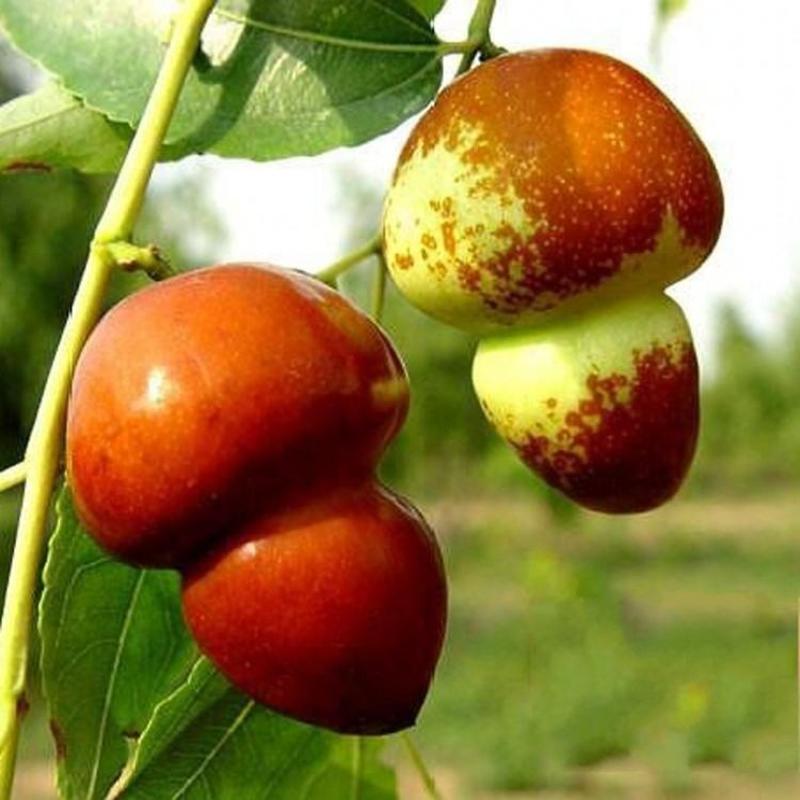 枣树苗，葫芦枣树苗，嫁接枣子苗，猴头枣子树苗南北方种植