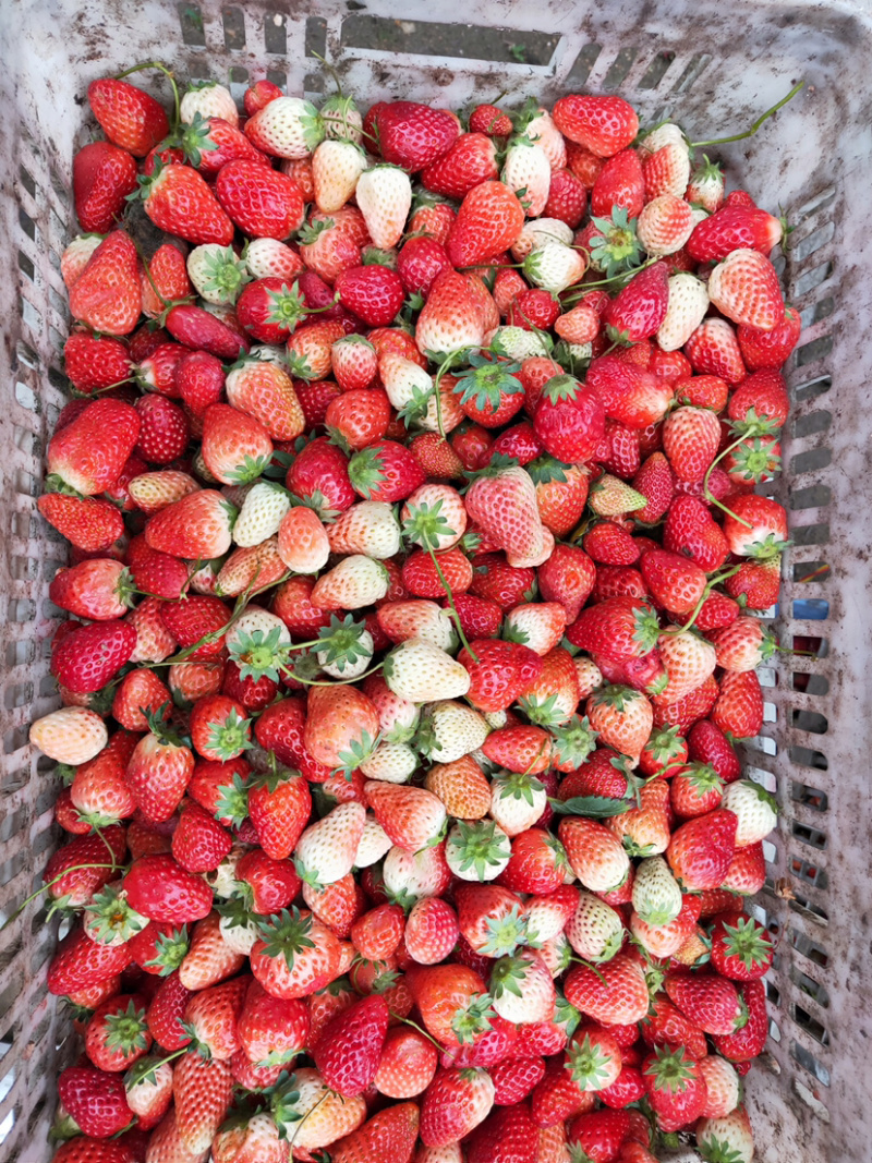 万亩草莓🍓基地大量上市，商品果，加工果，打浆果等