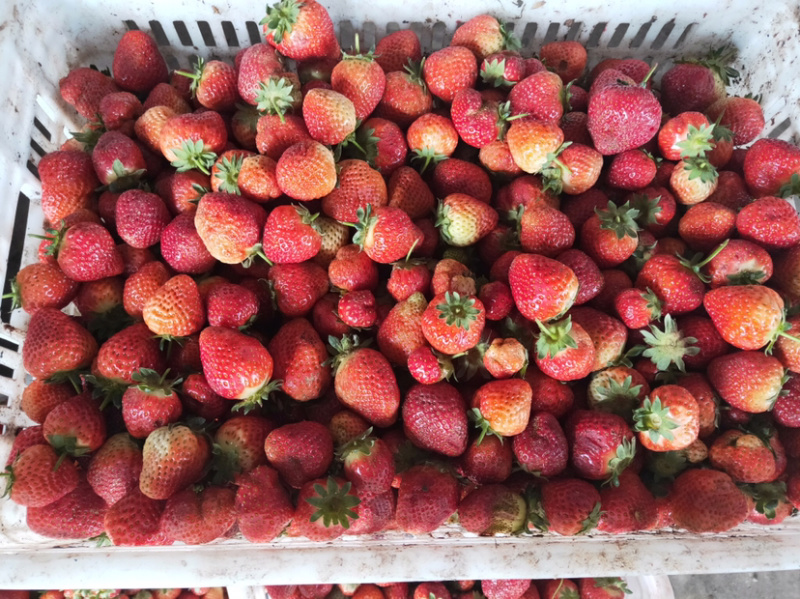 万亩草莓🍓基地大量上市，商品果，加工果，打浆果等