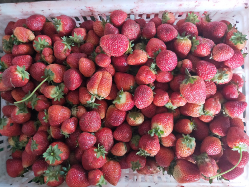 万亩草莓🍓基地大量上市，商品果，加工果，打浆果等