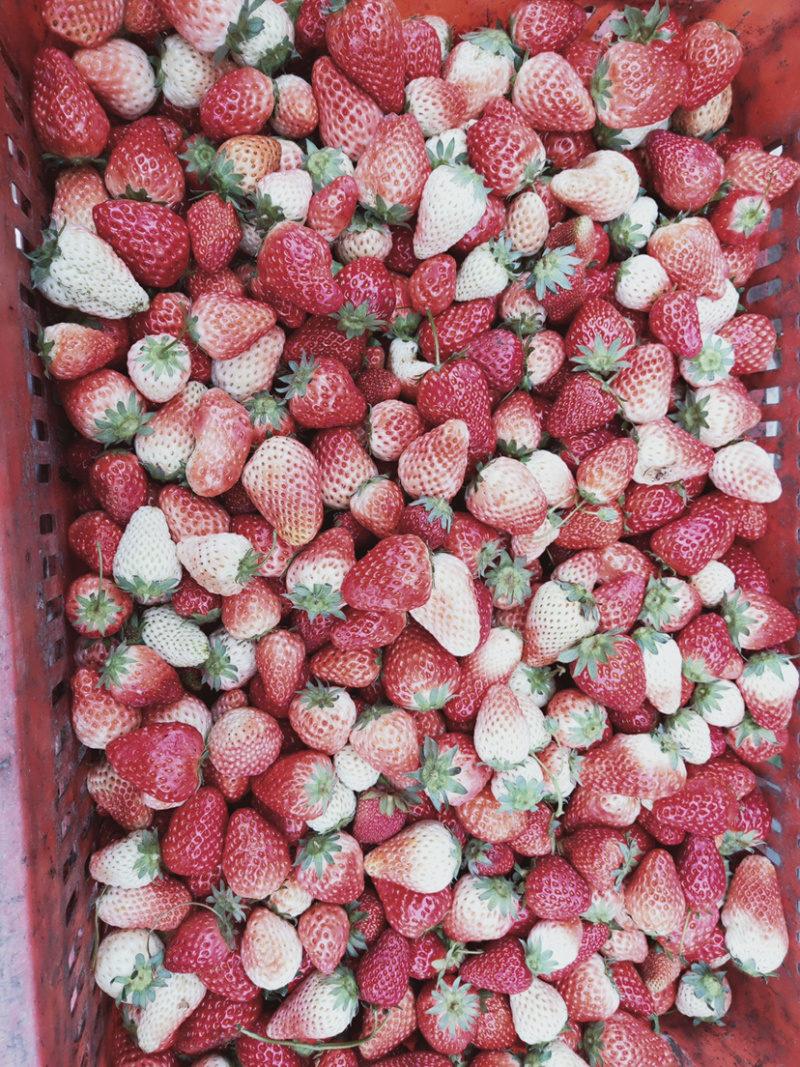 万亩草莓🍓基地大量上市，商品果，加工果，打浆果等