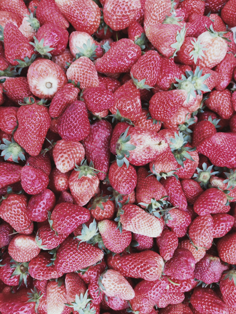 万亩草莓🍓基地大量上市，商品果，加工果，打浆果等