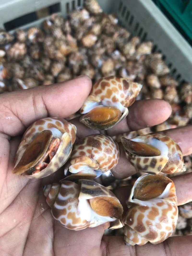 大花螺无冰鲜活速冻贝类花螺无臭子东风螺烧烤火锅食材