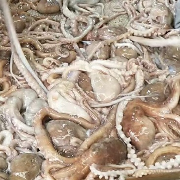 八爪鱼鲜活发货，要货请联系老板报当天的行情价格，确定物流
