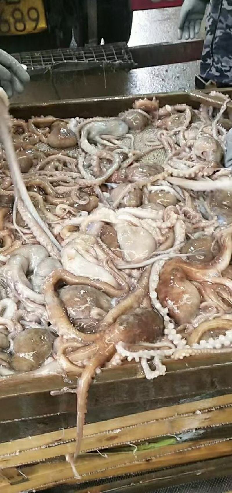 八爪鱼鲜活发货，要货请联系老板报当天的行情价格，确定物流