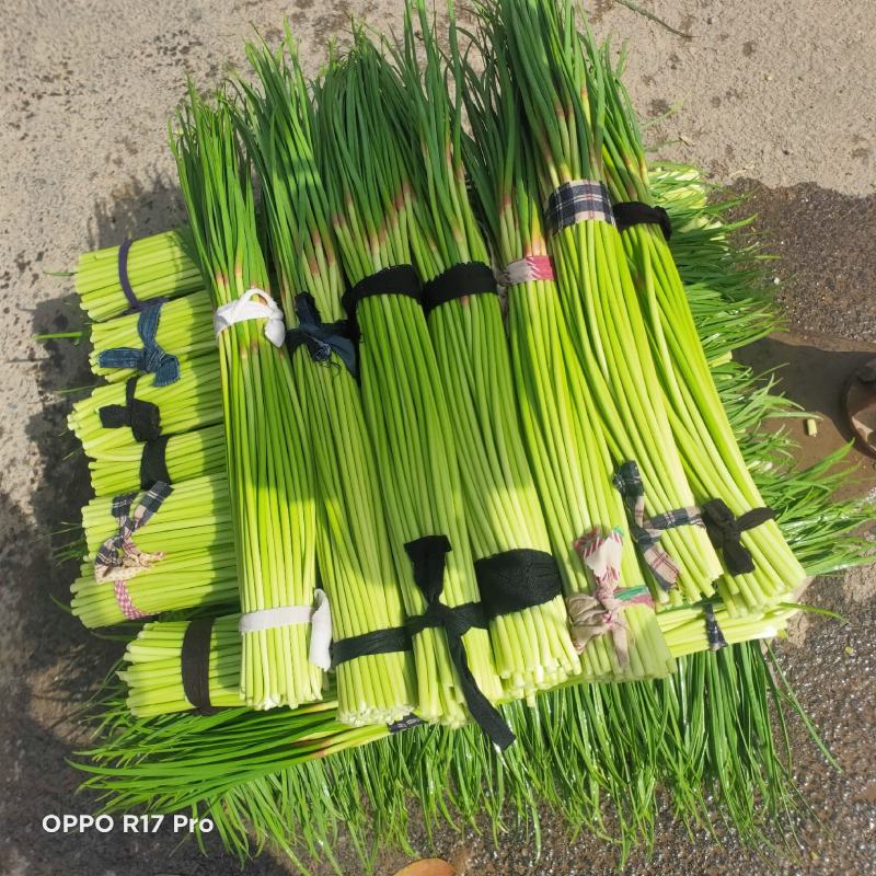 红帽蒜薹各大市场，电商产地直供一手货源批发，