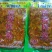 涪陵精品榨菜友江榨菜