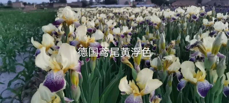 甘肃定西临洮精品德国鸢尾‘淡蓝’绿化抗寒抗旱