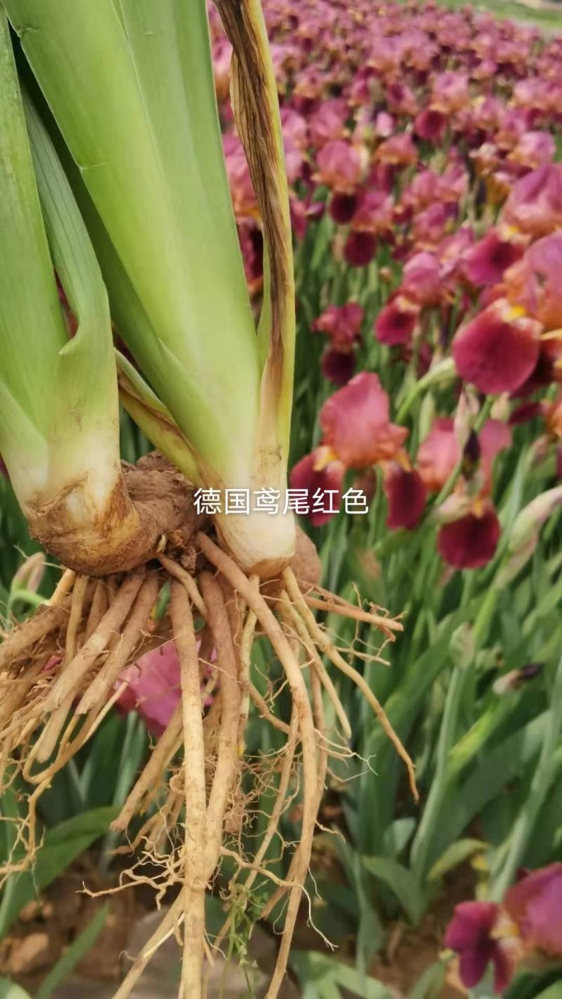 甘肃定西临洮精品德国鸢尾‘淡蓝’绿化抗寒抗旱
