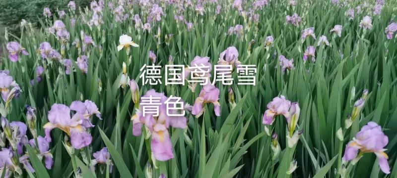 甘肃定西临洮精品德国鸢尾‘淡蓝’绿化抗寒抗旱