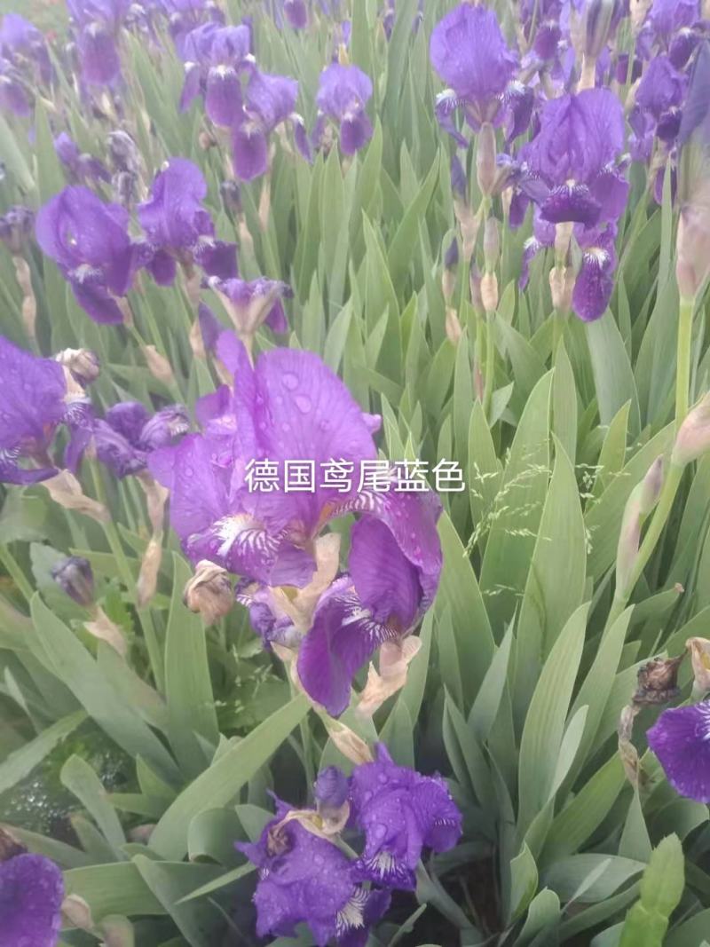 甘肃定西临洮精品德国鸢尾‘淡蓝’绿化抗寒抗旱