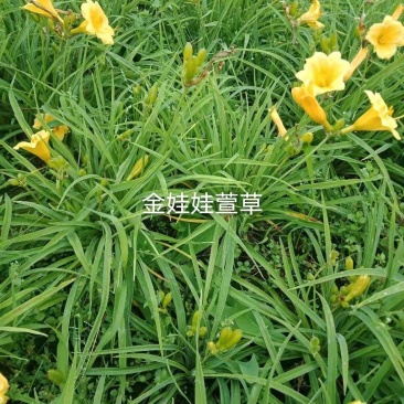 精品金娃娃萱草欢迎各位老板进店选购工地绿化