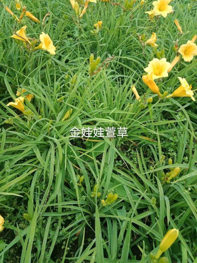 精品金娃娃萱草欢迎各位老板进店选购工地绿化