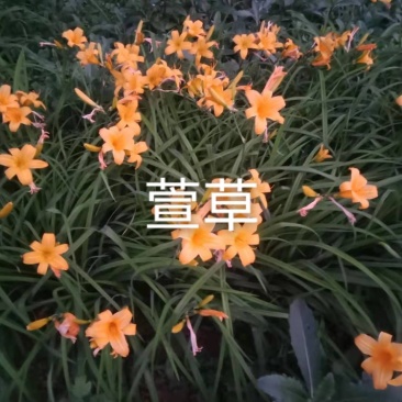 精品萱草欢迎各位老板进店选购工地绿化抗寒