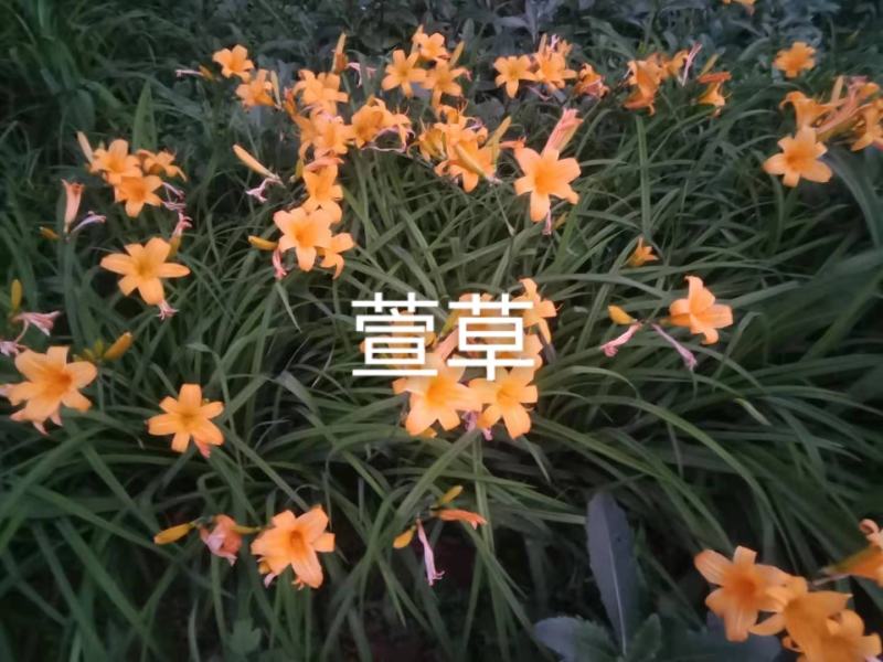 精品萱草欢迎各位老板进店选购工地绿化抗寒