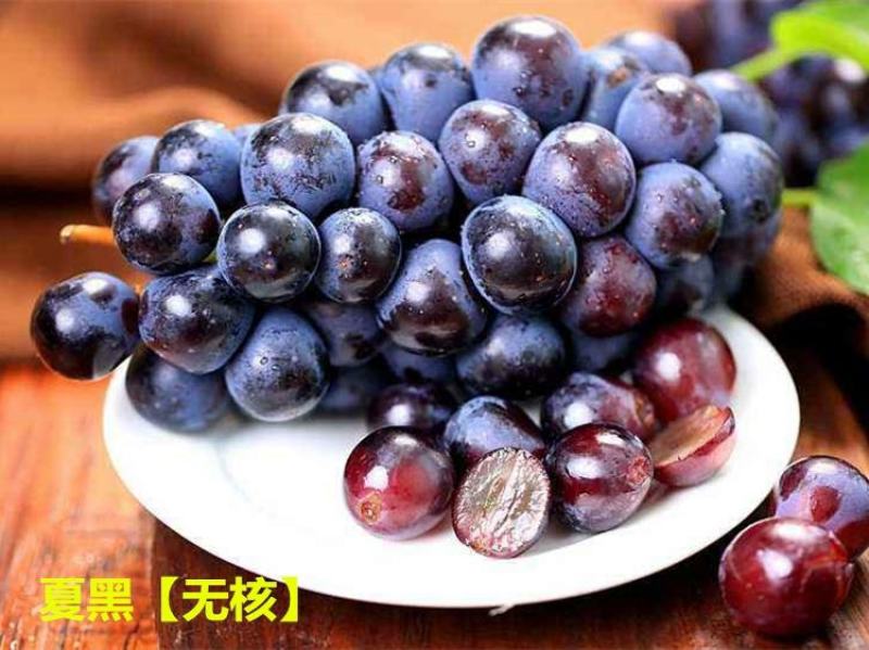 葡萄树苗阳光玫瑰葡萄苗葡萄南方北方种植盆栽地栽庭院葡萄果