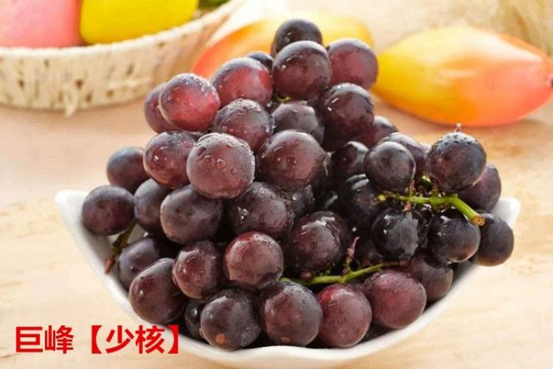 葡萄树苗阳光玫瑰葡萄苗葡萄南方北方种植盆栽地栽庭院葡萄果