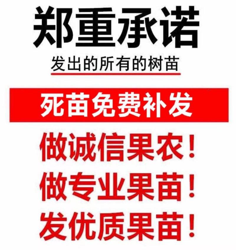 葡萄树苗阳光玫瑰葡萄苗葡萄南方北方种植盆栽地栽庭院葡萄果