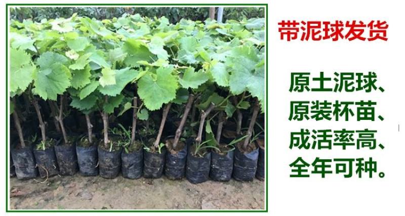 葡萄树苗阳光玫瑰葡萄苗葡萄南方北方种植盆栽地栽庭院葡萄果