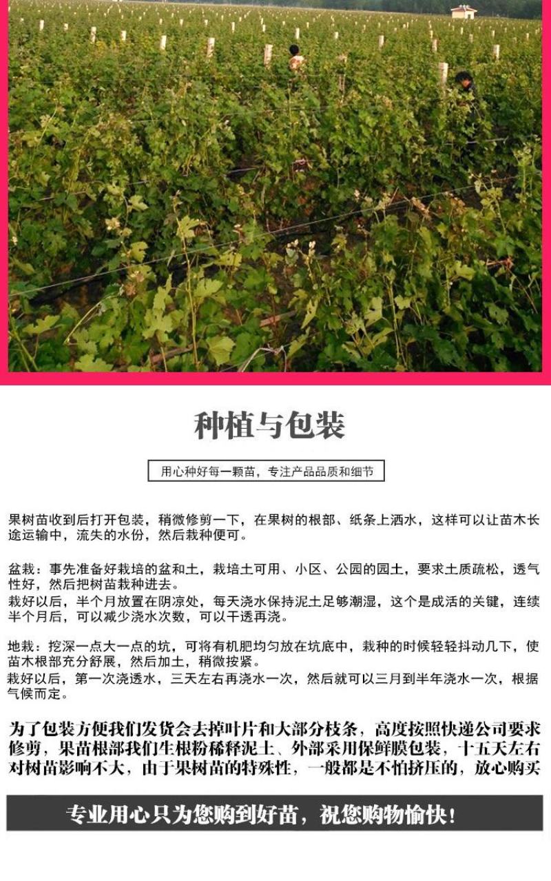 葡萄树苗阳光玫瑰葡萄苗葡萄南方北方种植盆栽地栽庭院葡萄果