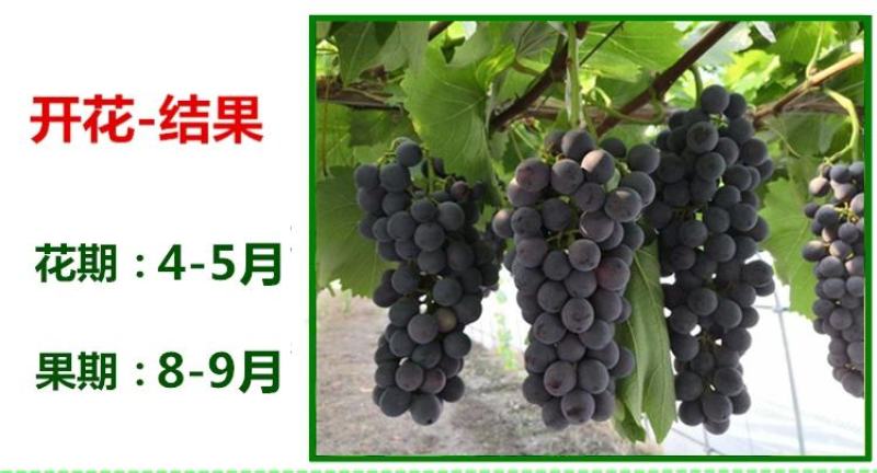 葡萄树苗阳光玫瑰葡萄苗葡萄南方北方种植盆栽地栽庭院葡萄果