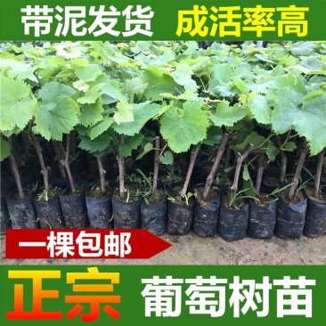 葡萄树苗阳光玫瑰葡萄苗葡萄南方北方种植盆栽地栽庭院葡萄果