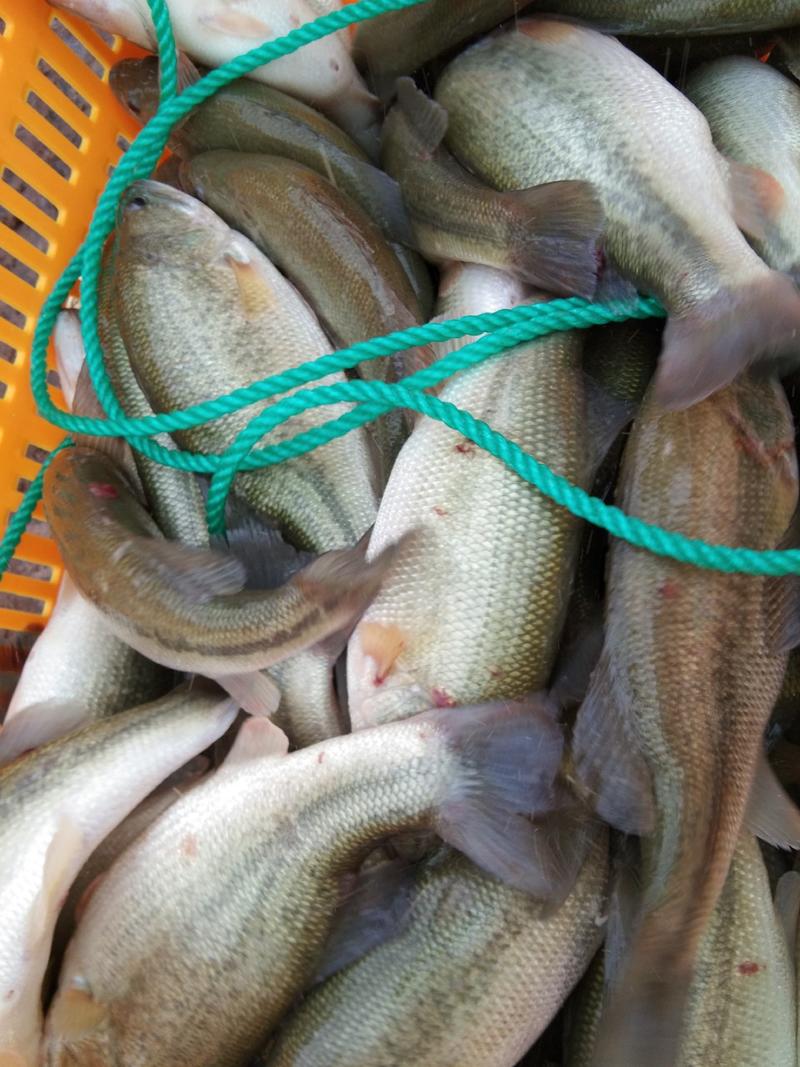鲈鱼水产批发，3两到1.3斤淡水养殖电话咨询