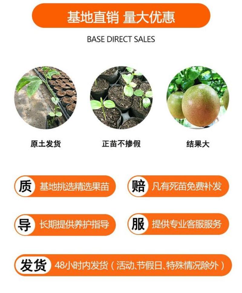 黄金百香果苗纯甜黄金果特大嫁接黄金百香果树果苗四季结