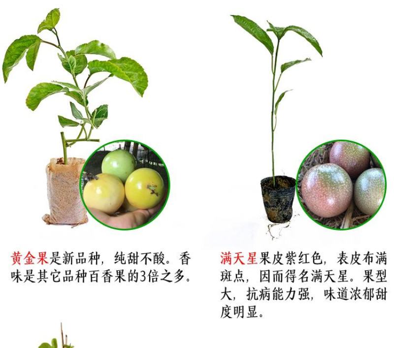 黄金百香果苗纯甜黄金果特大嫁接黄金百香果树果苗四季结