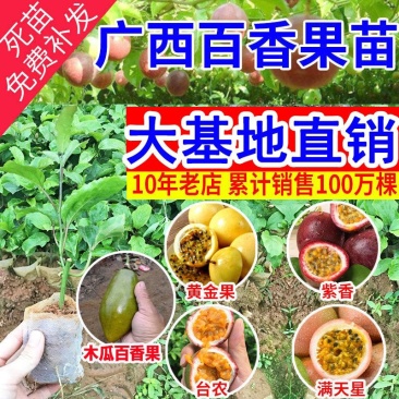 黄金百香果苗纯甜黄金果特大嫁接黄金百香果树果苗四季结