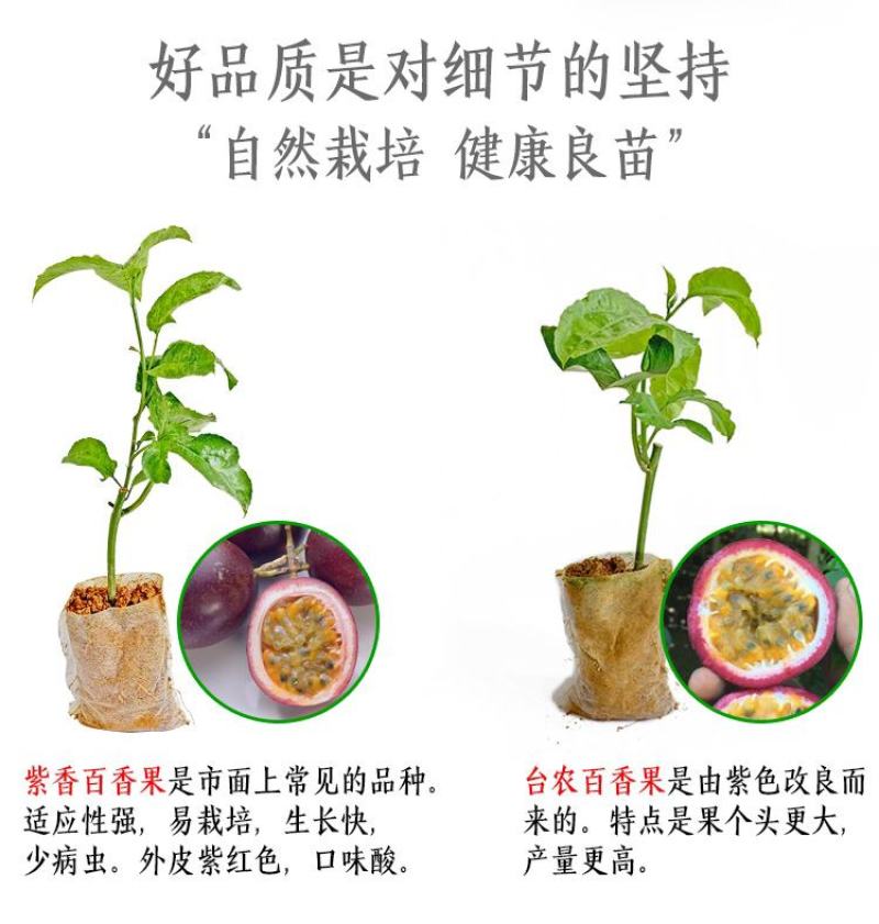 黄金百香果苗纯甜黄金果特大嫁接黄金百香果树果苗四季结
