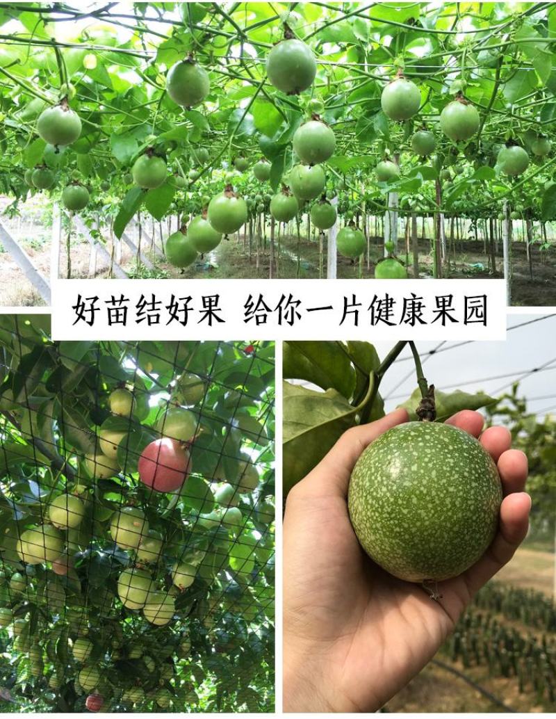 黄金百香果苗纯甜黄金果特大嫁接黄金百香果树果苗四季结